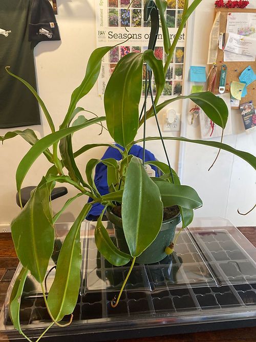 A potted plant is sitting on a tray on a table.