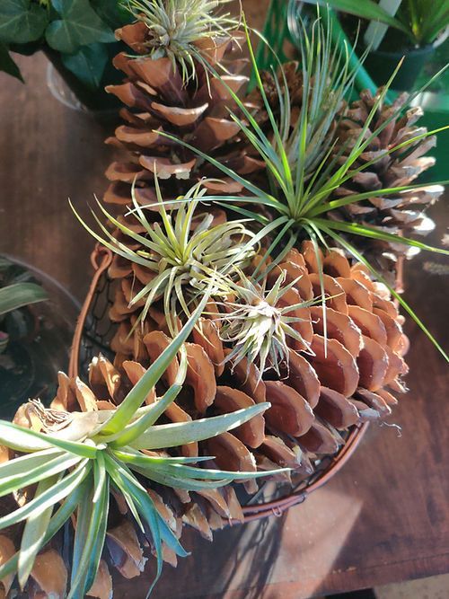 Air Plants