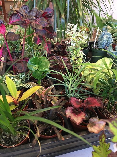 Succulents & Cacti 3”