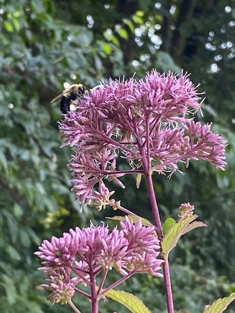 Joe Pye Weed