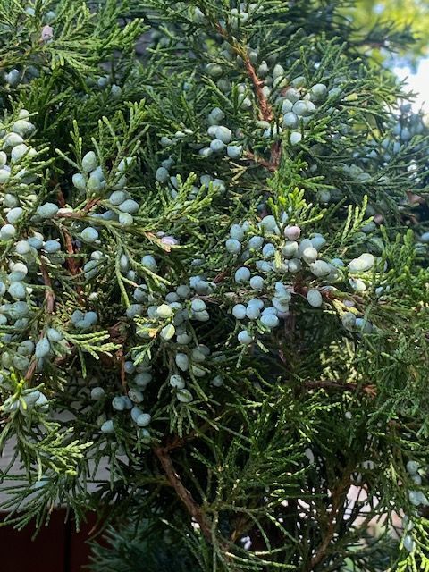 Juniper