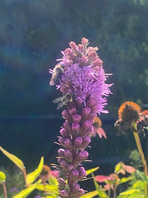 Liatris