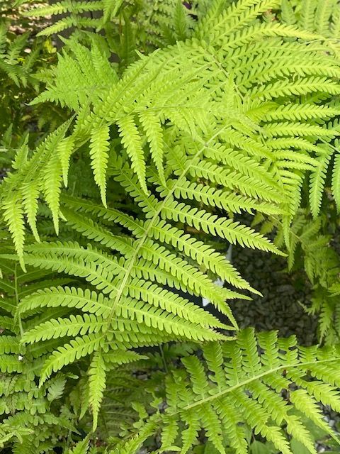 Ostrich Fern