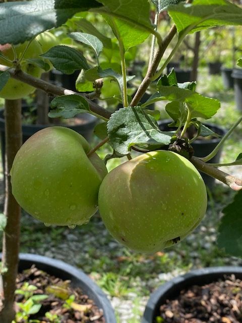 two green apples on apple tree