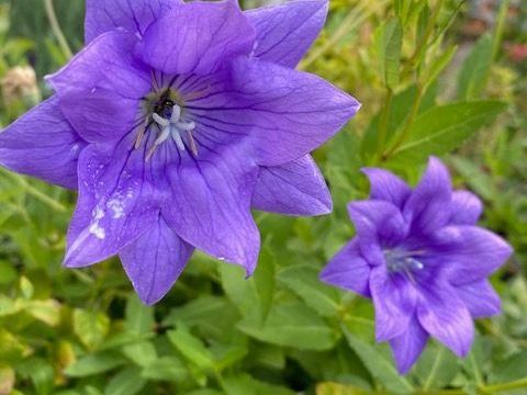 a white lily is surrounded by purple flowers