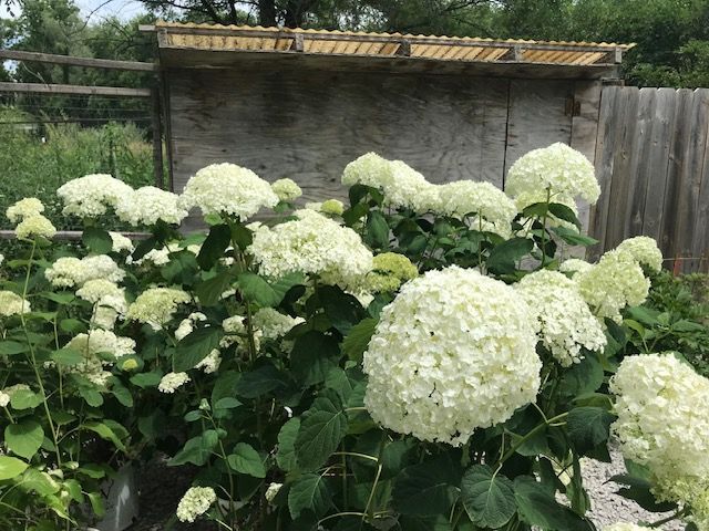 plant with white flowers