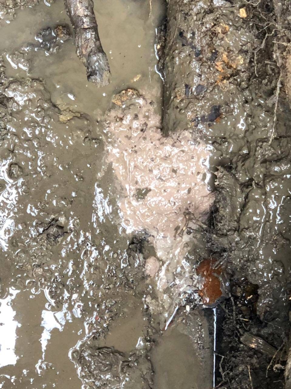 A large, foamy, beige-colored mass in muddy ground.