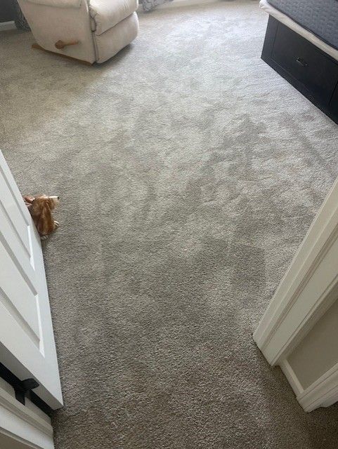 A cat is standing on a carpeted floor in a living room.
