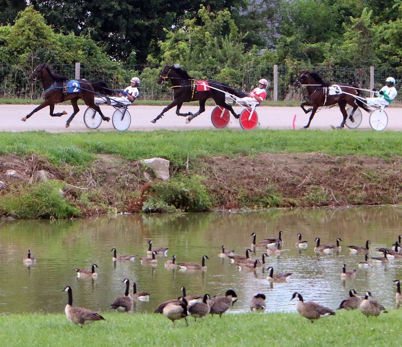 A horse drawn carriage race is being watched by a flock of geese