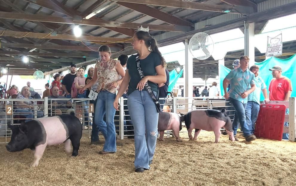 Queen swine show