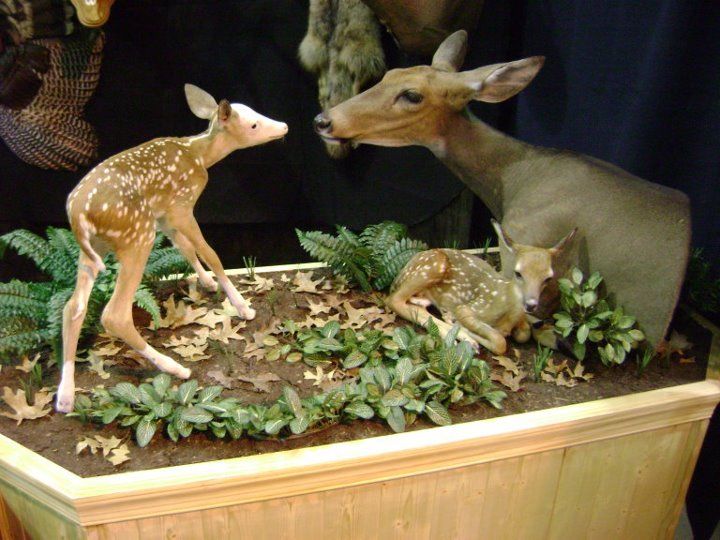Taxidermy