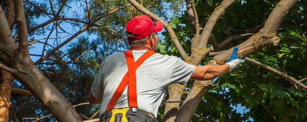 Tree trimming
