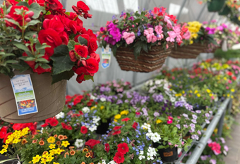 A greenhouse filled with potted plants and yellow flowers.