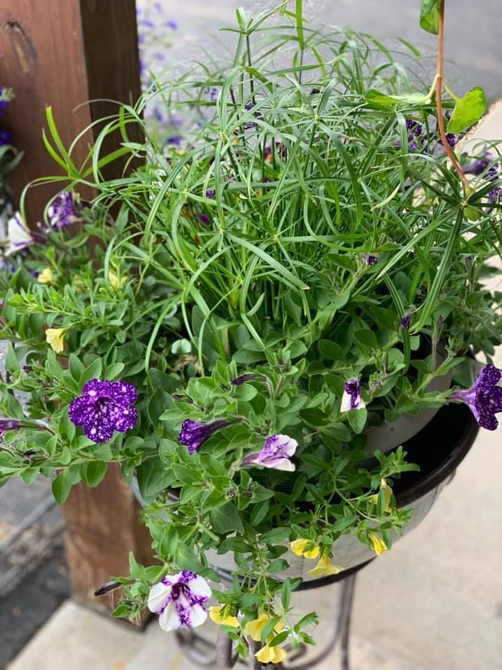 A potted plant with purple and white flowers and green leaves.