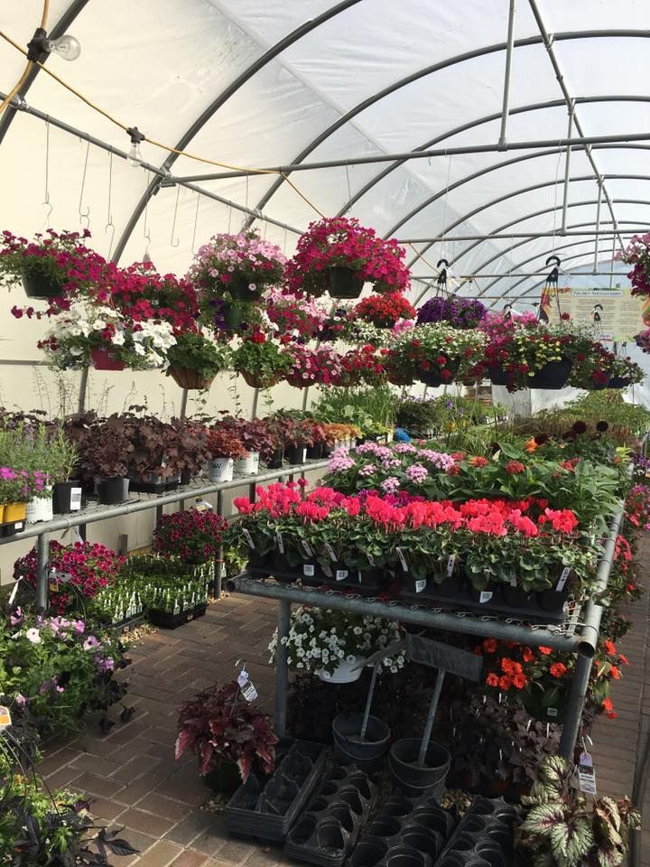 A greenhouse filled with lots of flowers and potted plants.