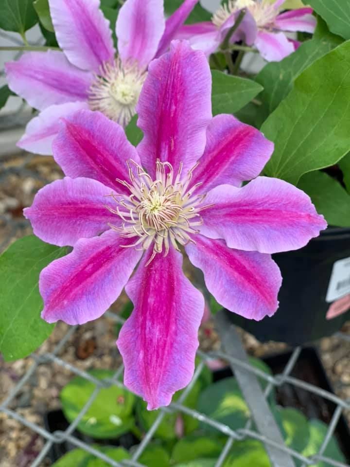A close up of a purple flower with pink stripes