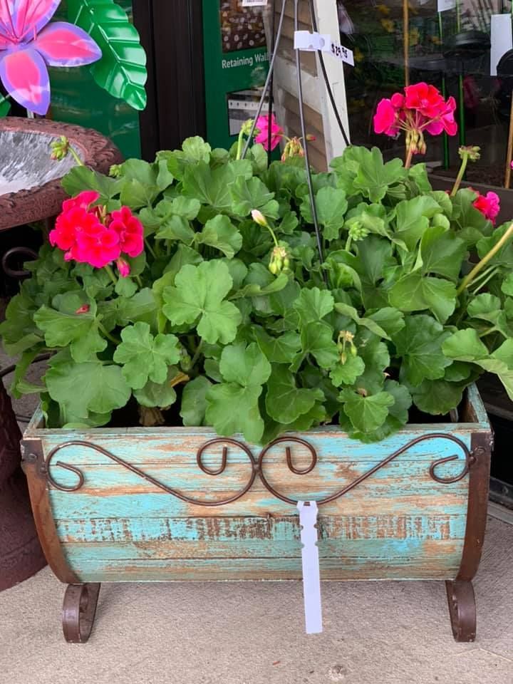 A blue wooden planter filled with red flowers and green leaves.