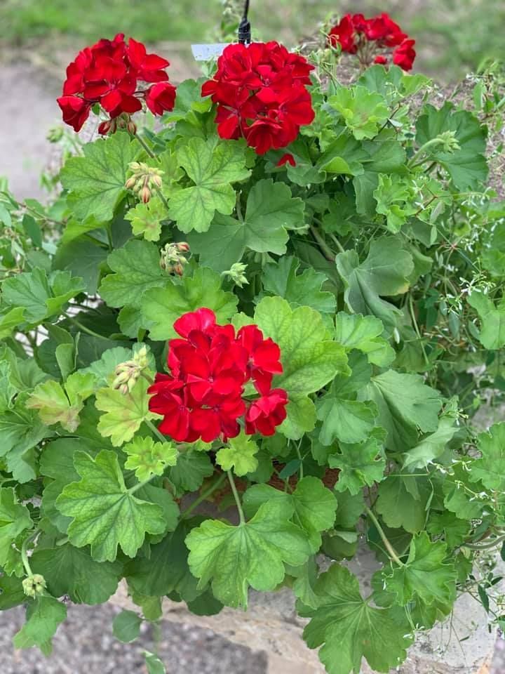 A hanging basket filled with red flowers and green leaves.