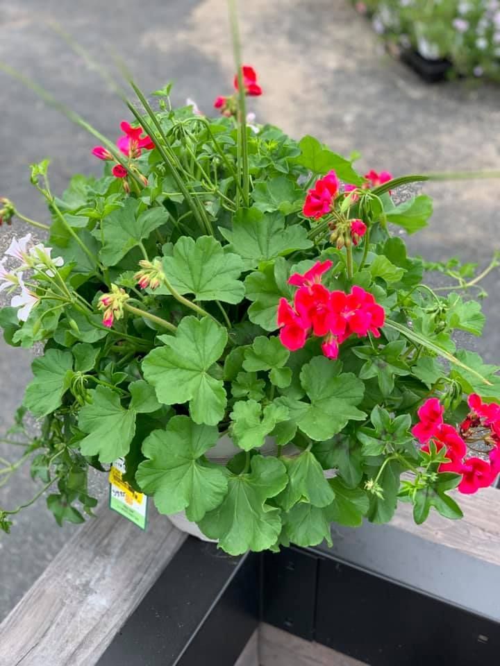 A potted plant with red flowers and green leaves is sitting on a table.