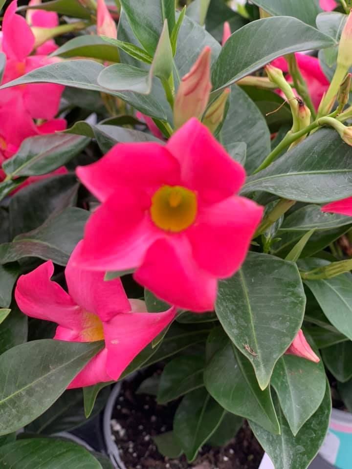 A close up of a pink flower with a yellow center