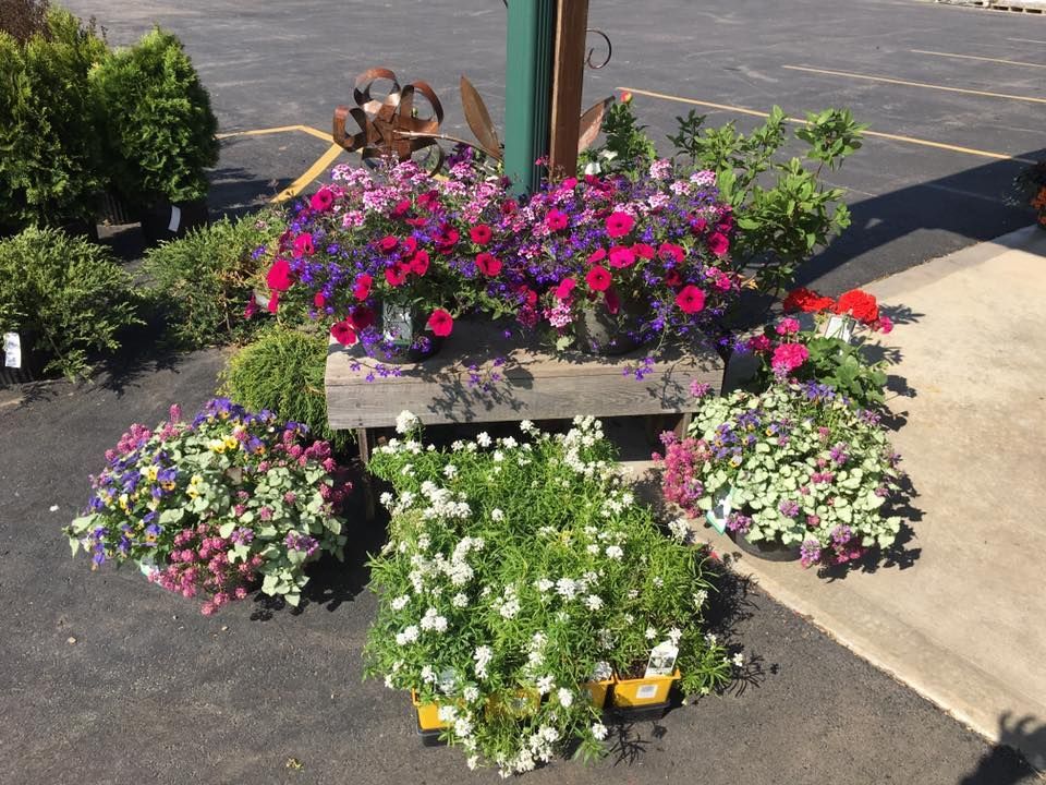 A bunch of flowers are sitting on a pallet in a parking lot.