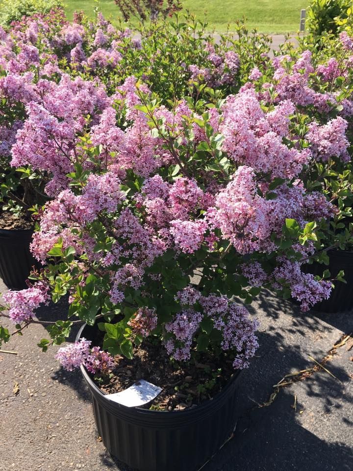 A bush with purple flowers and green leaves in a black pot.