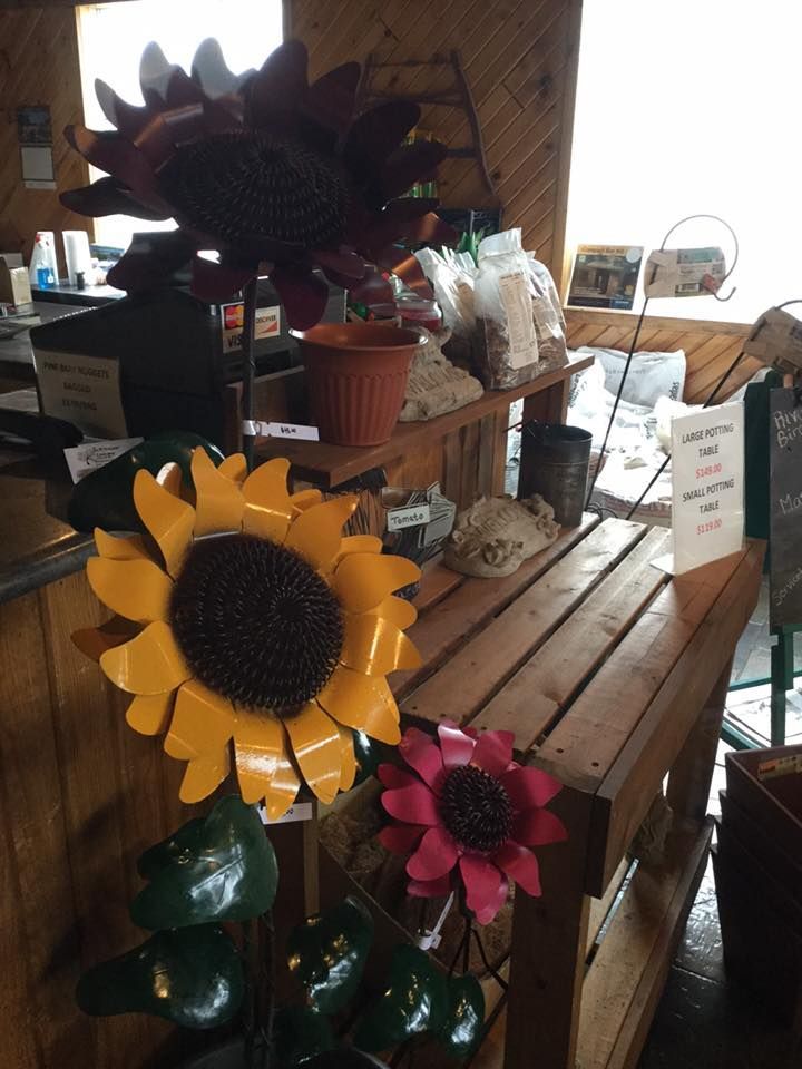 A bunch of sunflowers are sitting on a wooden table