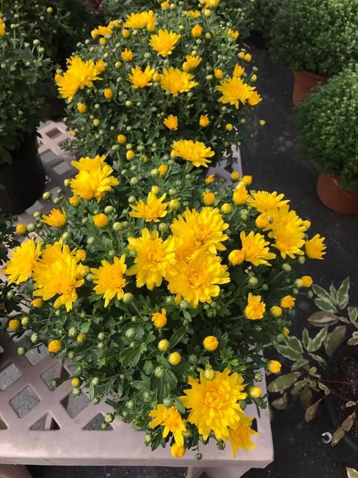 A bunch of yellow flowers are sitting on a table