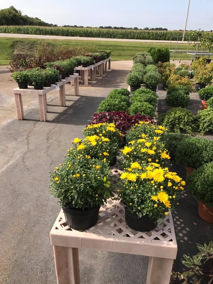 A bunch of potted plants are sitting on a table