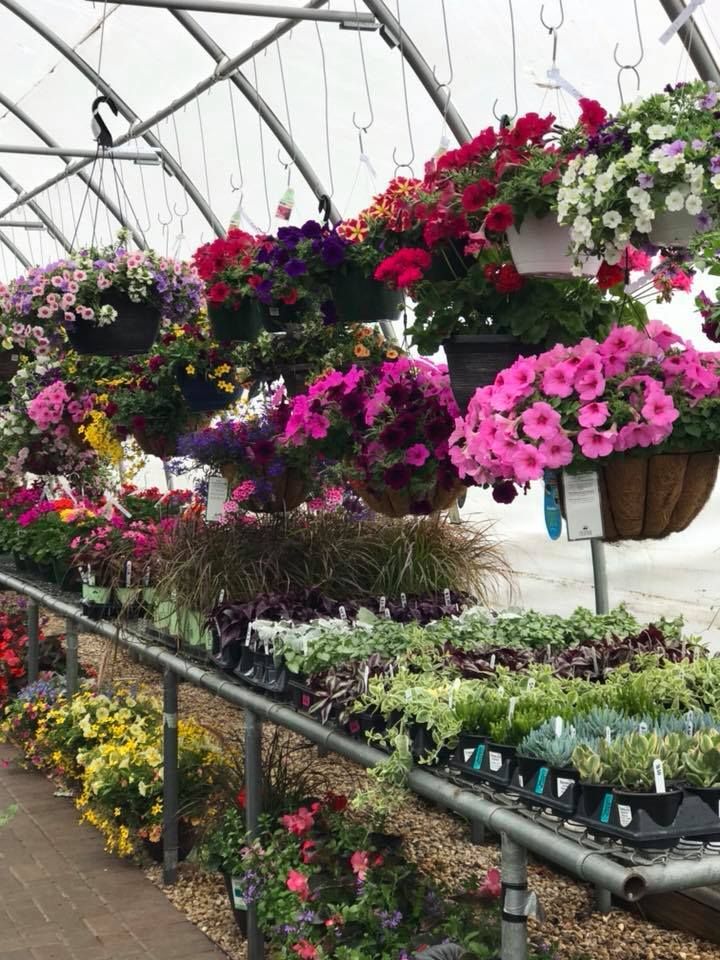 A greenhouse filled with lots of hanging baskets of flowers.