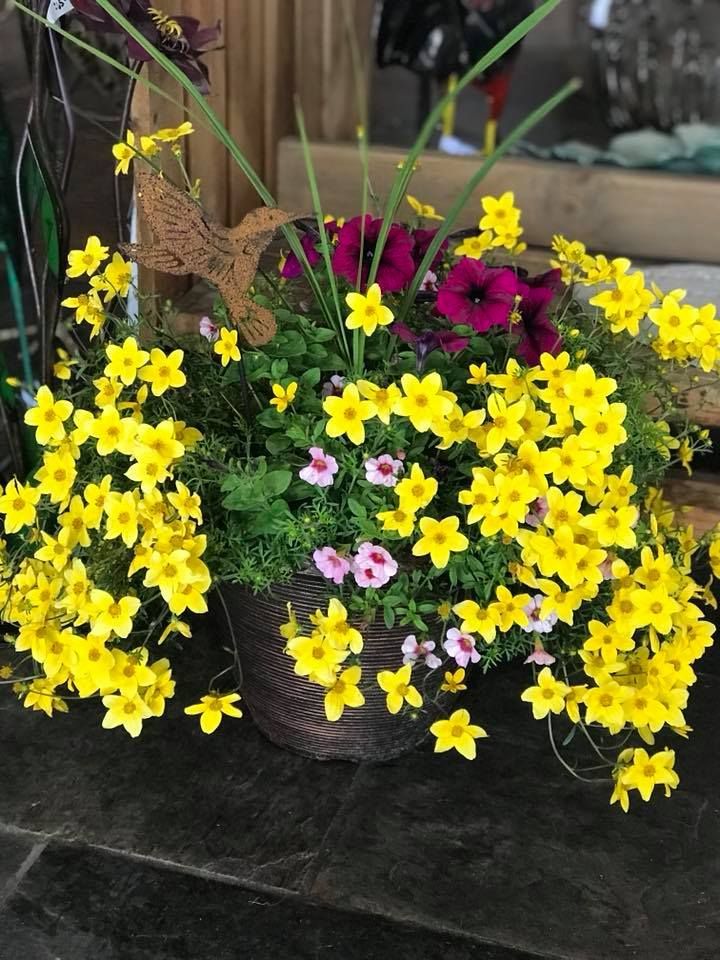 A potted plant filled with yellow and pink flowers