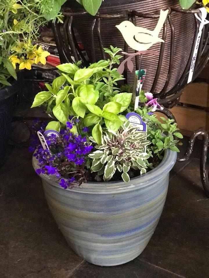 A potted plant with purple flowers and green leaves