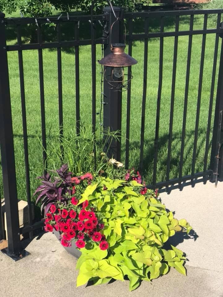 A potted plant with red flowers and green leaves next to a black fence