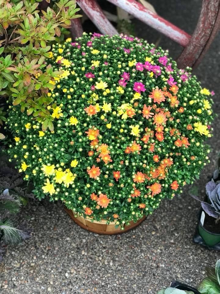 A potted plant with yellow and pink flowers is sitting on the ground.