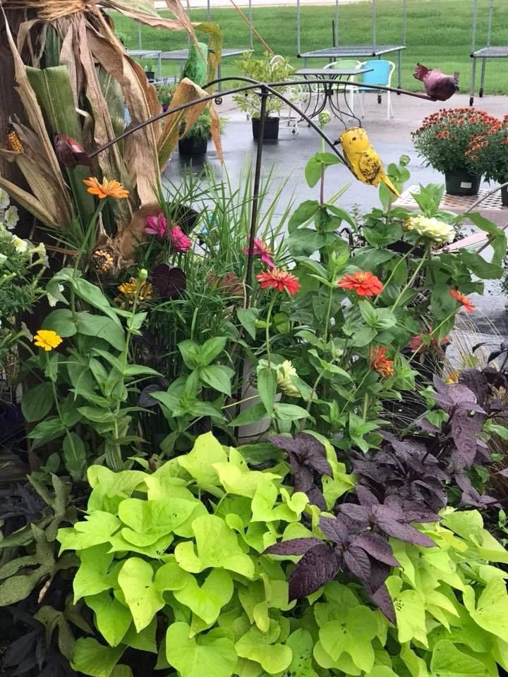 A greenhouse filled with lots of plants and flowers.