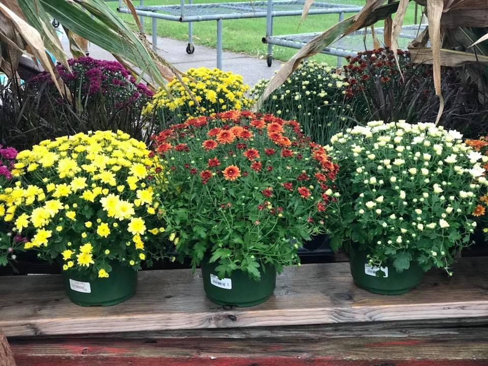 A bunch of potted flowers are sitting on a wooden table.