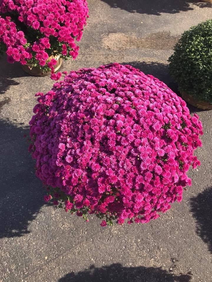 A bunch of pink flowers are sitting on the ground
