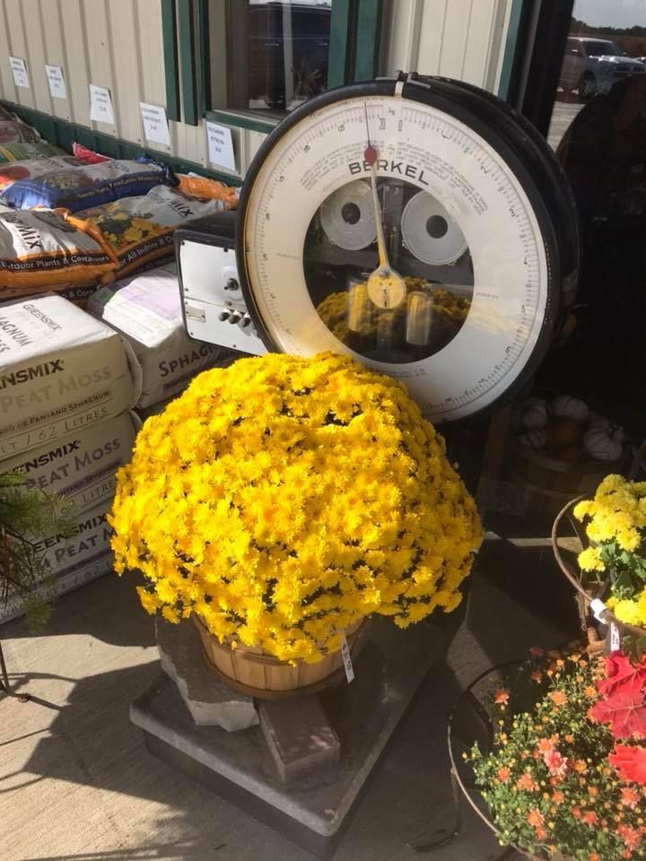 A scale with a bunch of yellow flowers on it