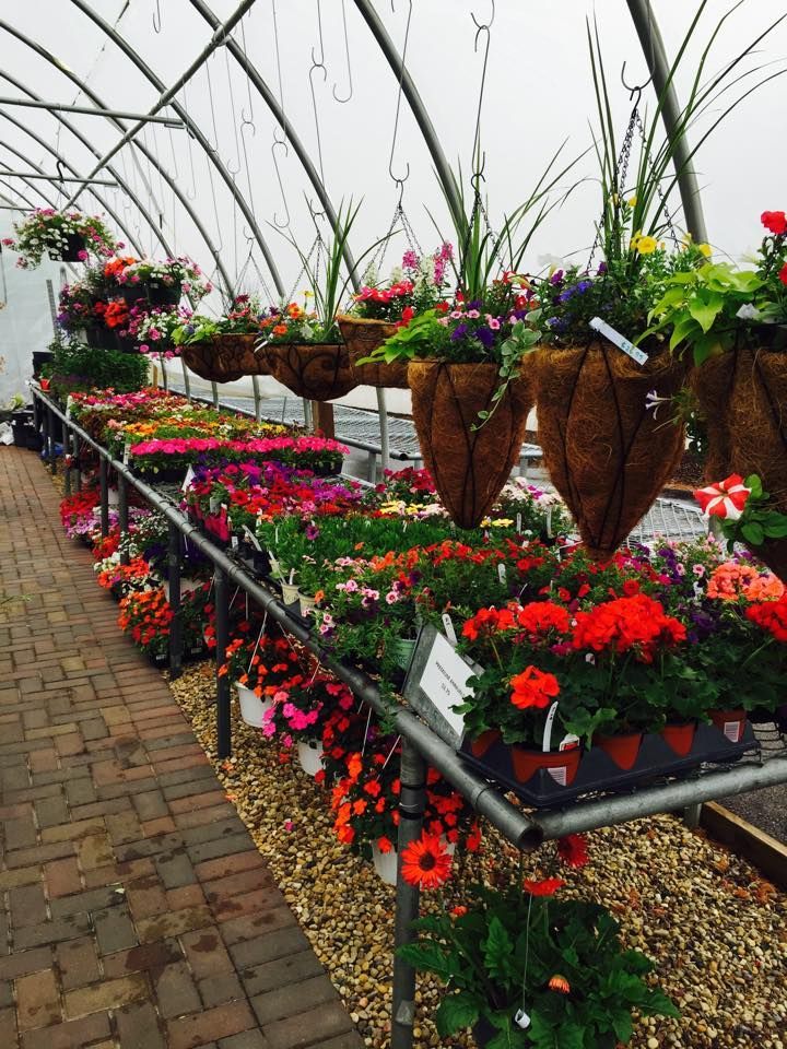 A greenhouse filled with lots of potted plants and hanging baskets.