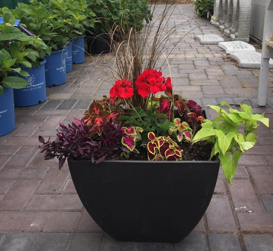 A potted plant with red flowers and green leaves