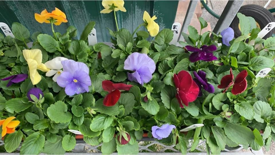 A bunch of flowers are growing in a pot.