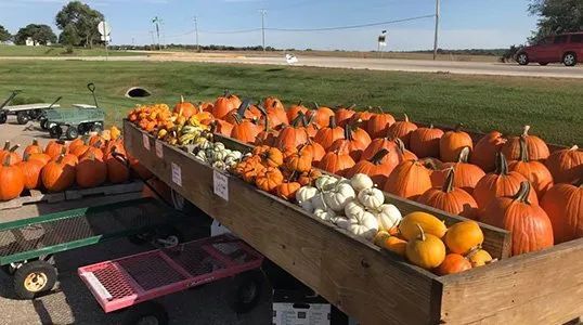 A bunch of pumpkins are sitting on top of a wooden table.