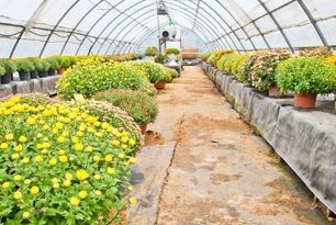 A greenhouse filled with potted plants and yellow flowers.