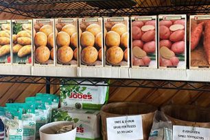 There are many different types of potatoes on the shelves.