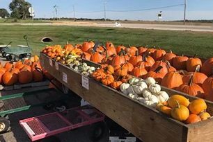 A bunch of pumpkins are sitting on top of a wooden table.