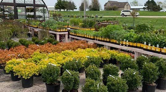 A greenhouse filled with lots of potted plants.