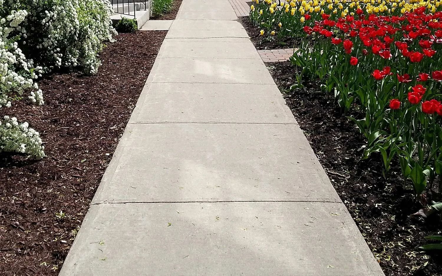 Concrete walkway flanked by flowerbeds with red and yellow tulips.