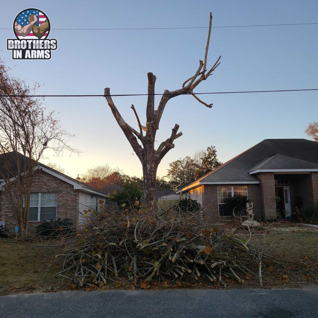 Partially pruned tree with pile of branches in front of two houses at dusk.