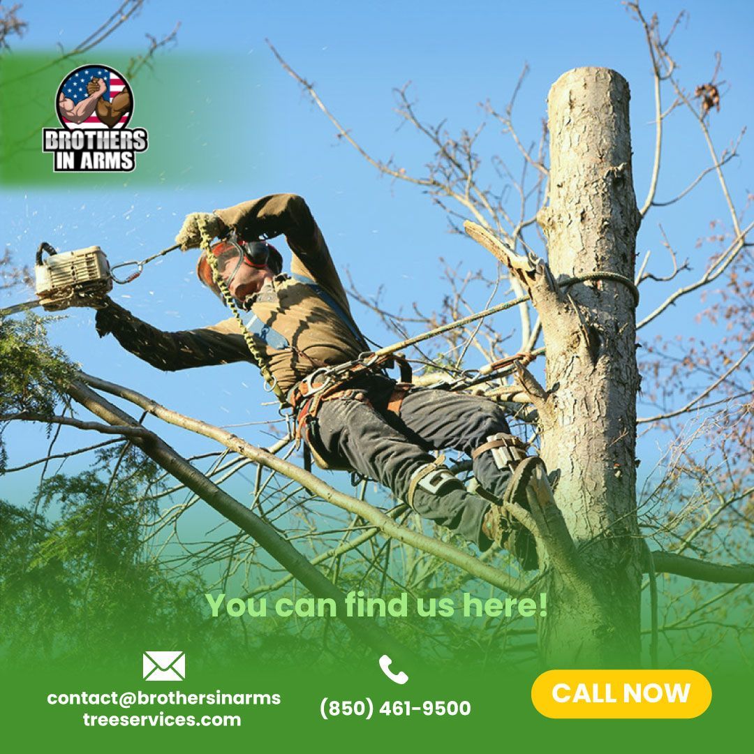 Arborist using a chainsaw on a tree, with logo for Brothers In Arms tree services, contact info and phone number.