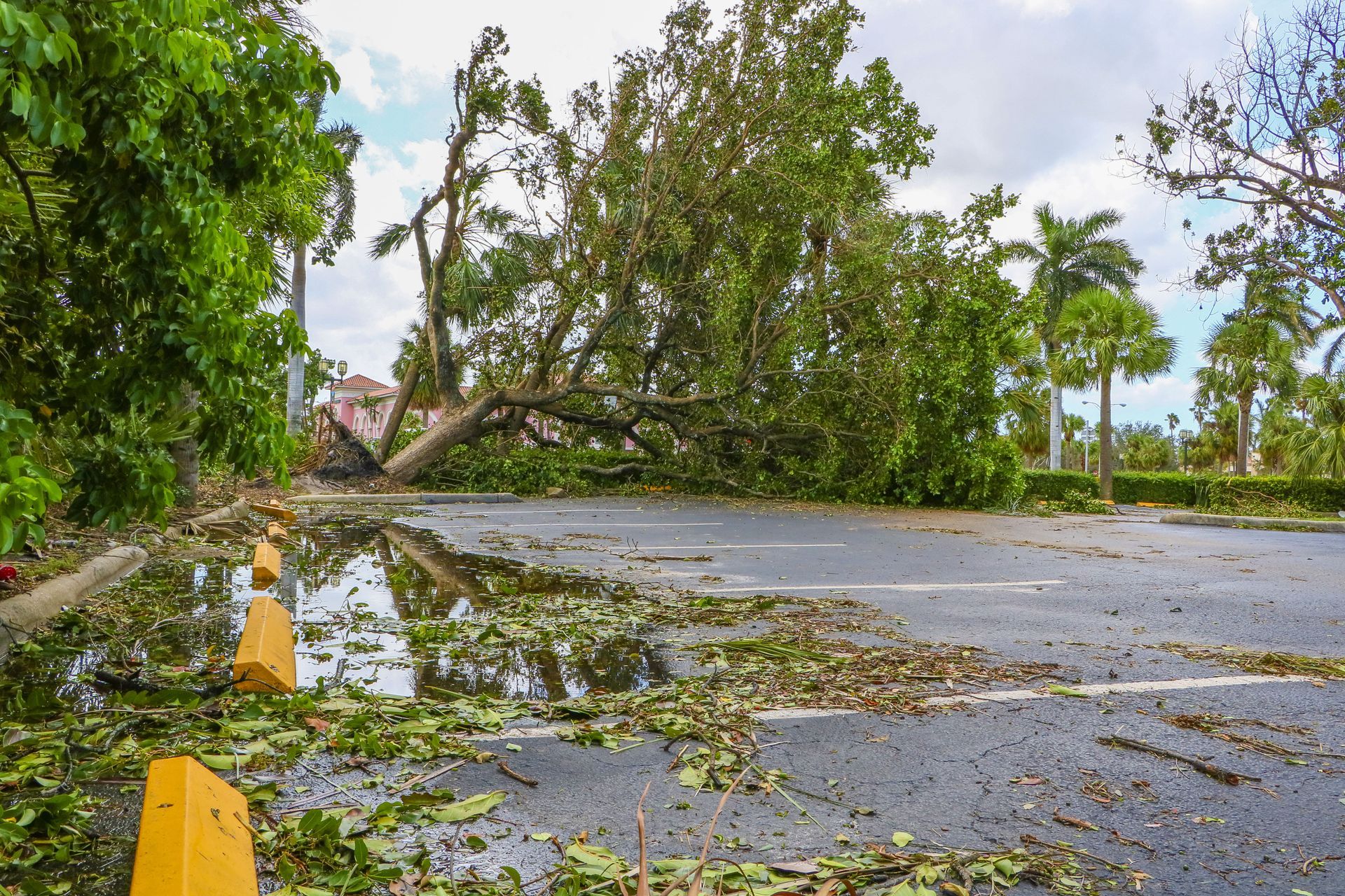 debris removal service